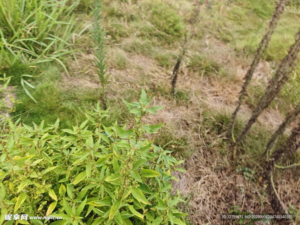 野外绿植与稀疏地面景象