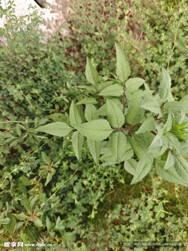 绿叶繁茂的植物景观