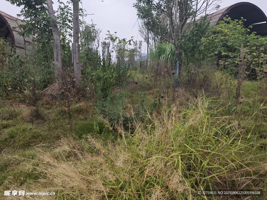 野外草木丛生的自然景象