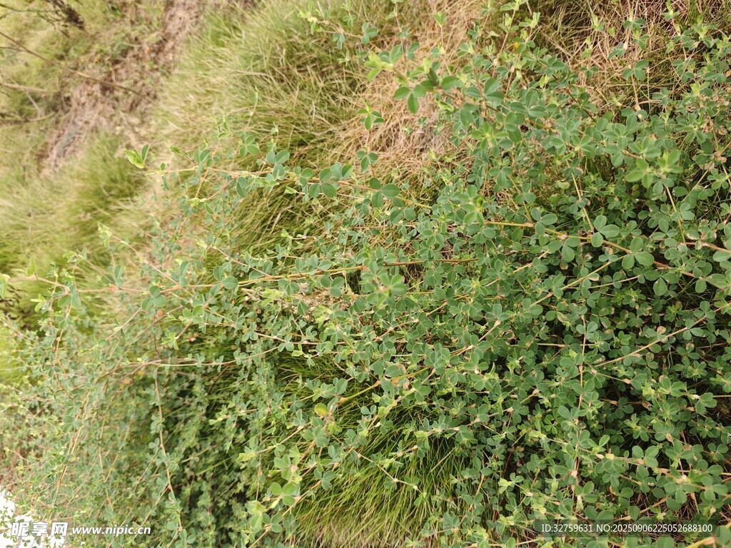 山坡上的繁茂绿植