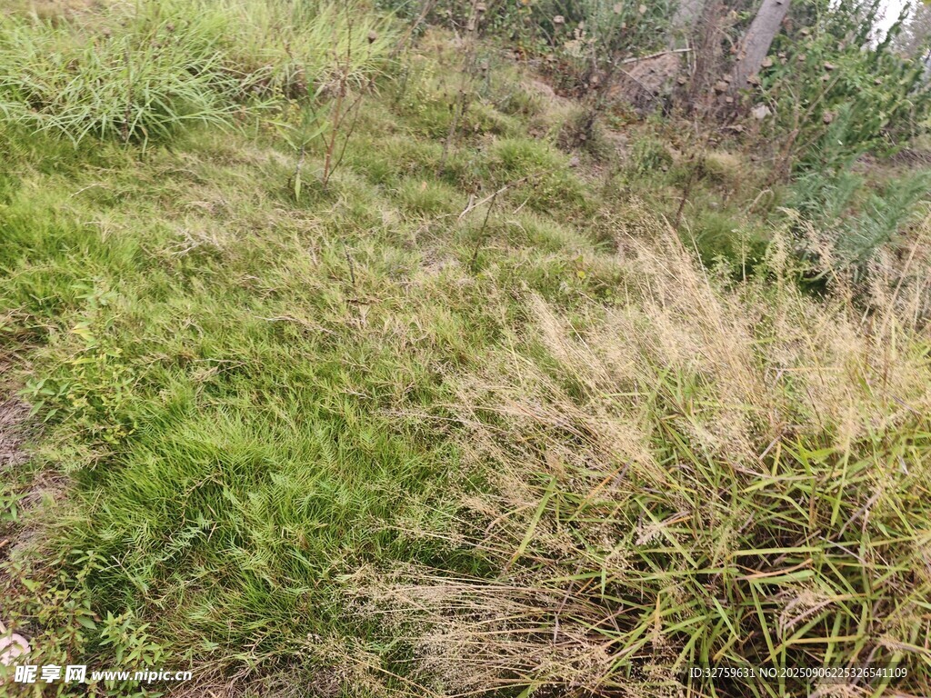 野外繁茂的绿色与黄色植物