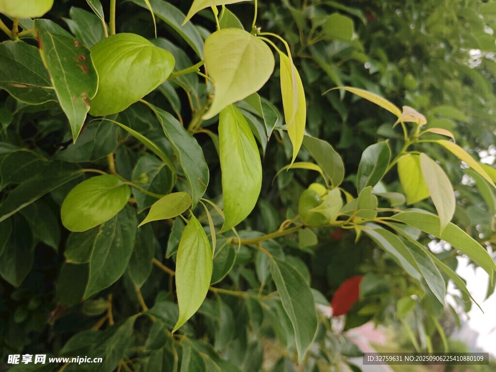 绿叶繁茂的植物景象