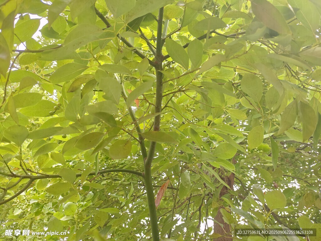 翠绿枝叶繁茂的生机景象