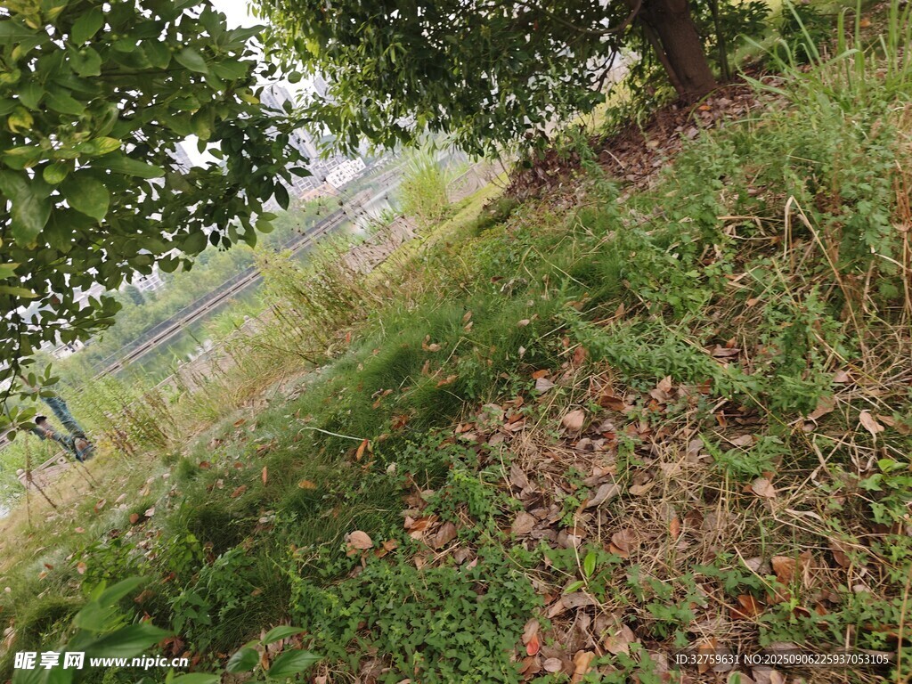 山坡上的绿植与落叶