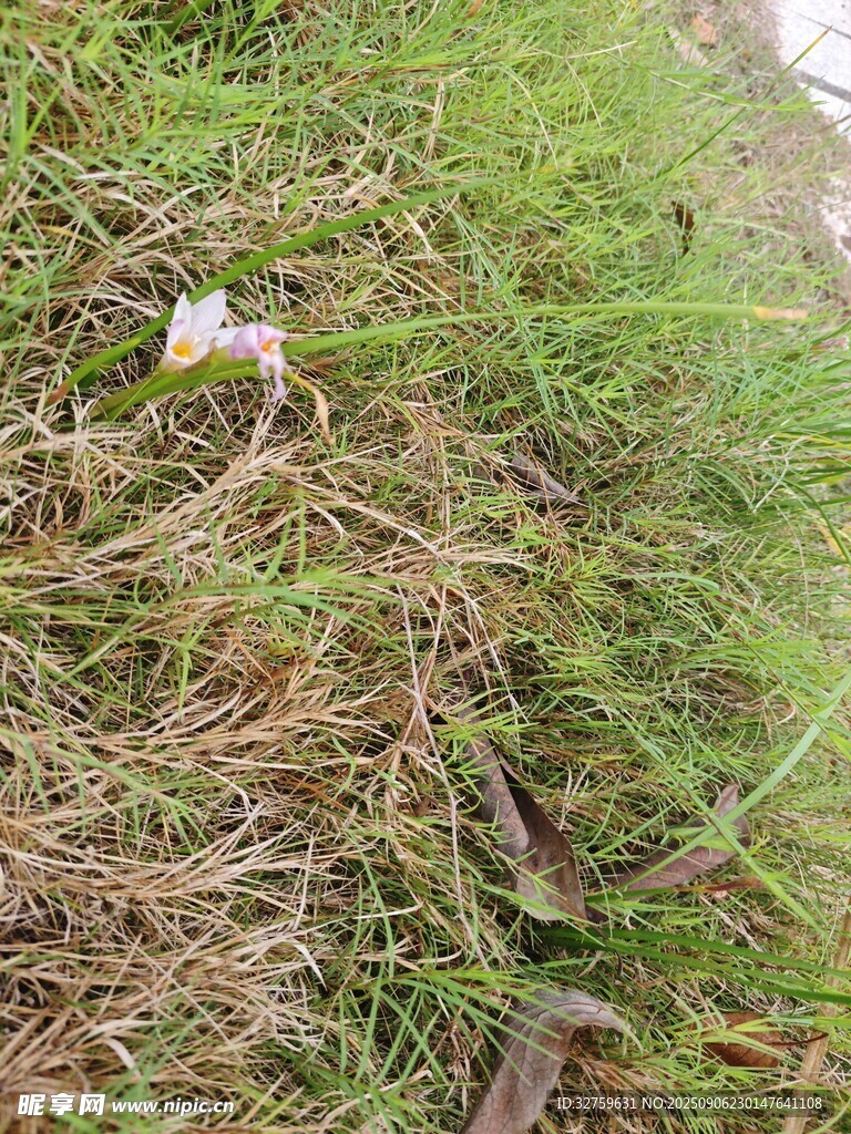 草地中的小物件