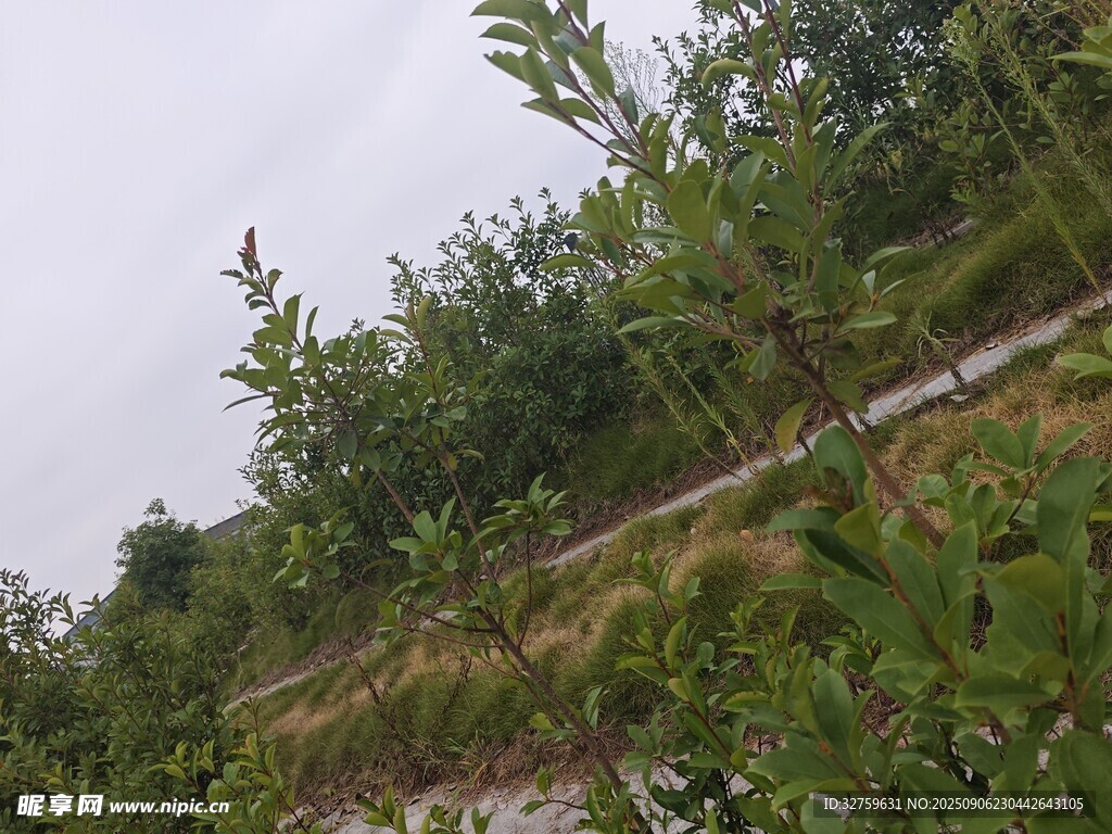 户外绿植小径风景