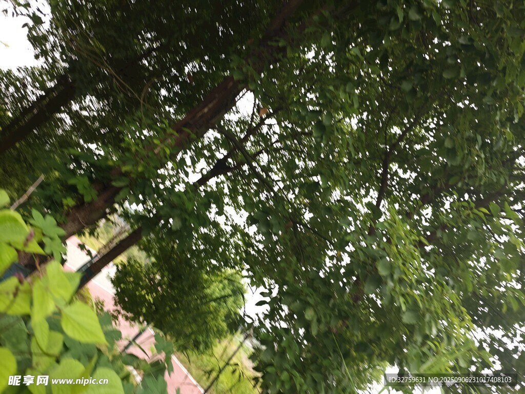 夏日繁茂绿树景观