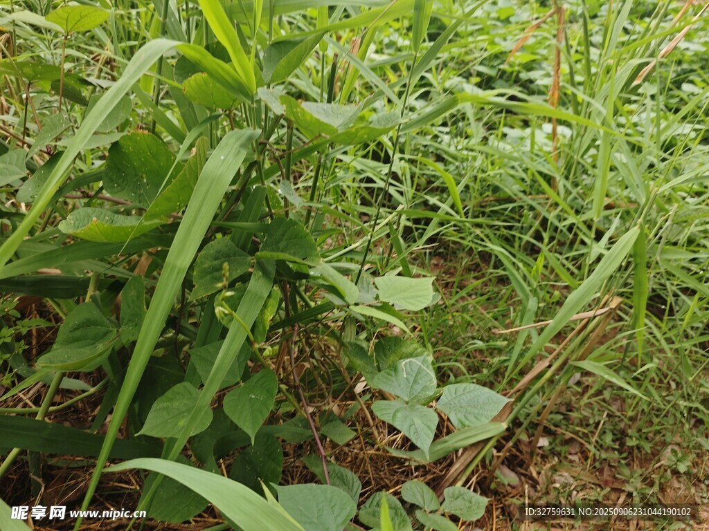 野外繁茂的绿色植物