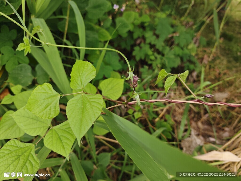 野外嫩绿植物特写