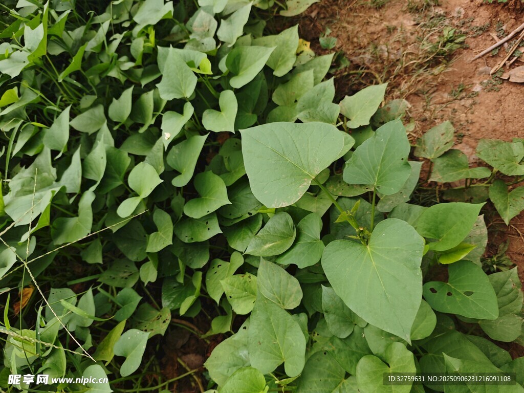 绿叶繁茂的地面植物景观