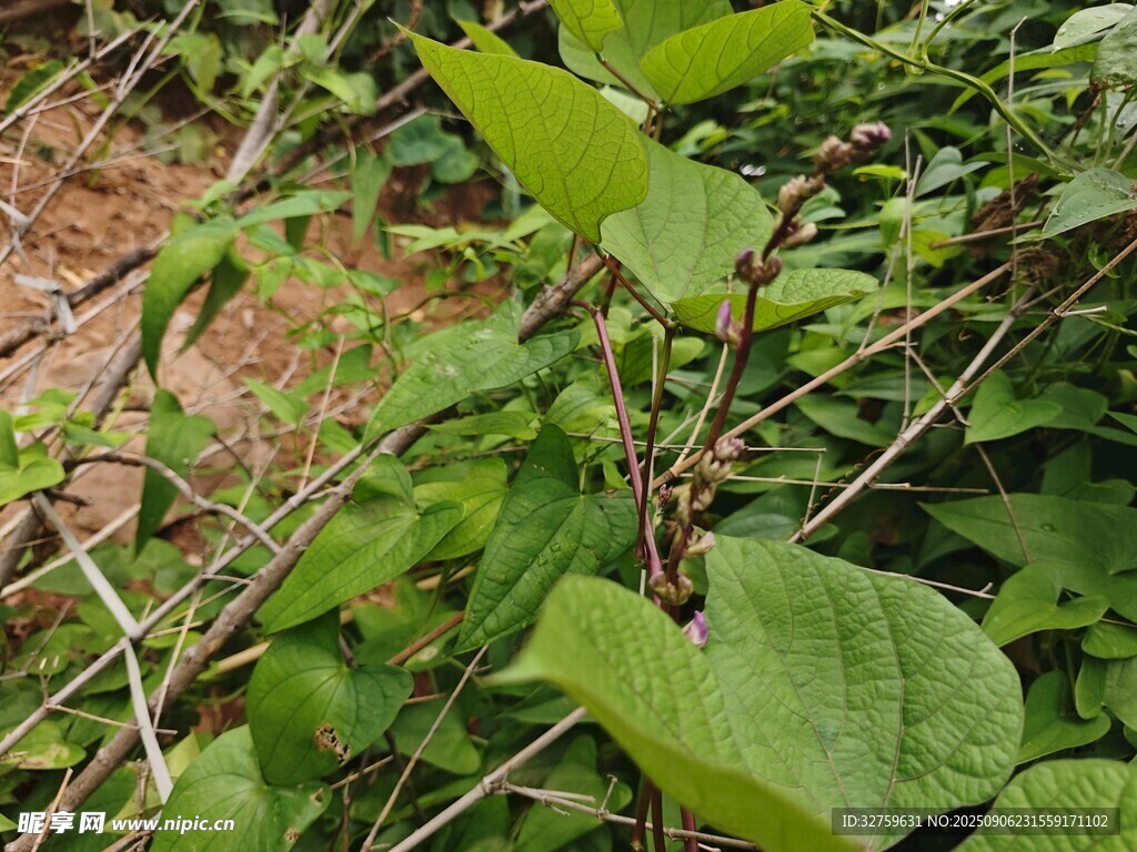 绿叶繁茂的野生植物