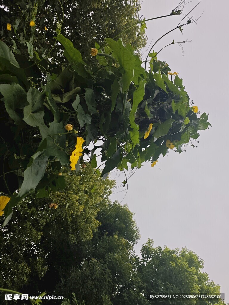 绿叶黄花间的自然景致