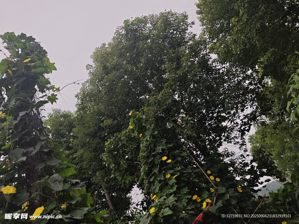 繁茂绿树间的多彩景致