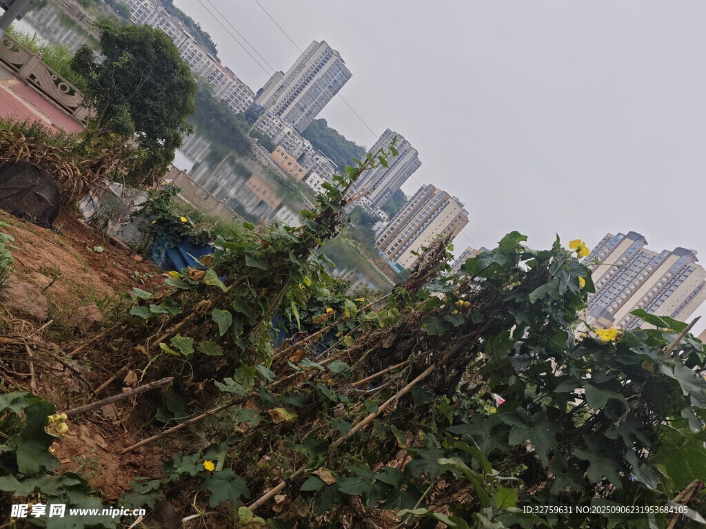 城市边缘的绿植景观