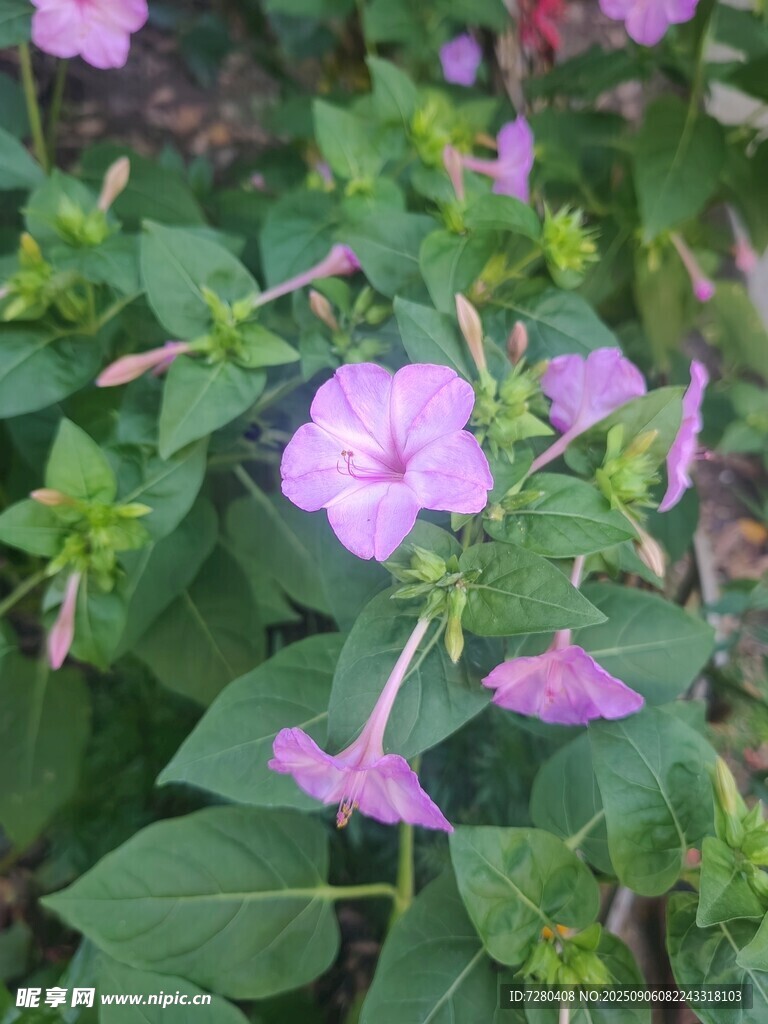 绽放的粉色牵牛花