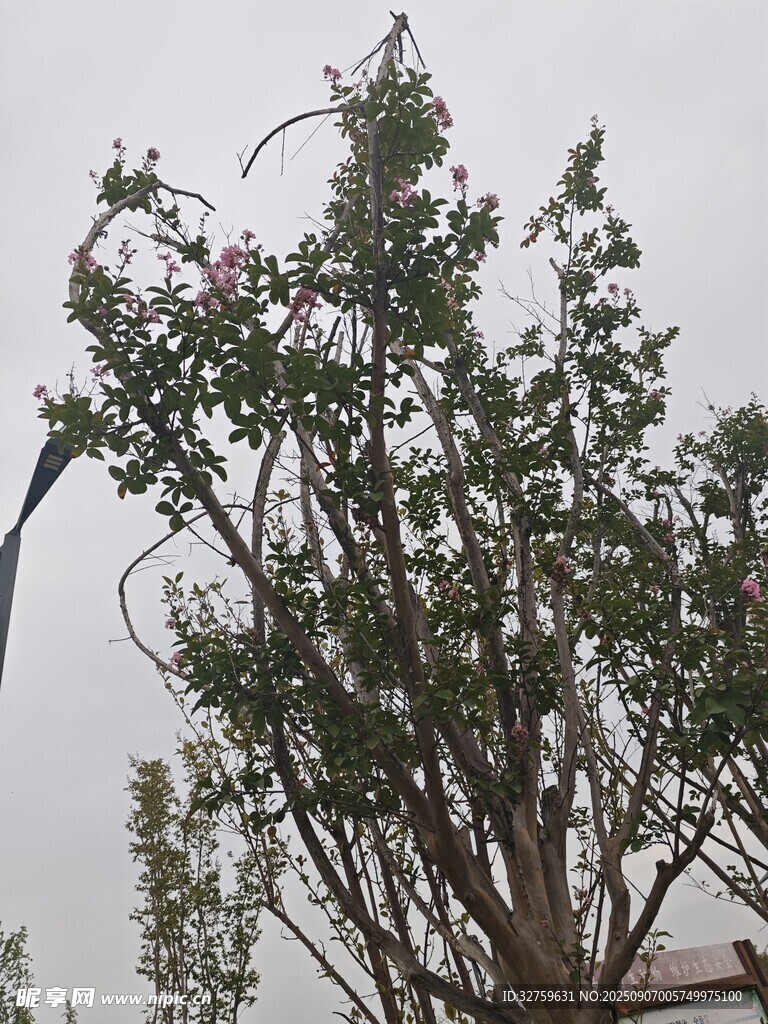 枝叶繁茂的绿树