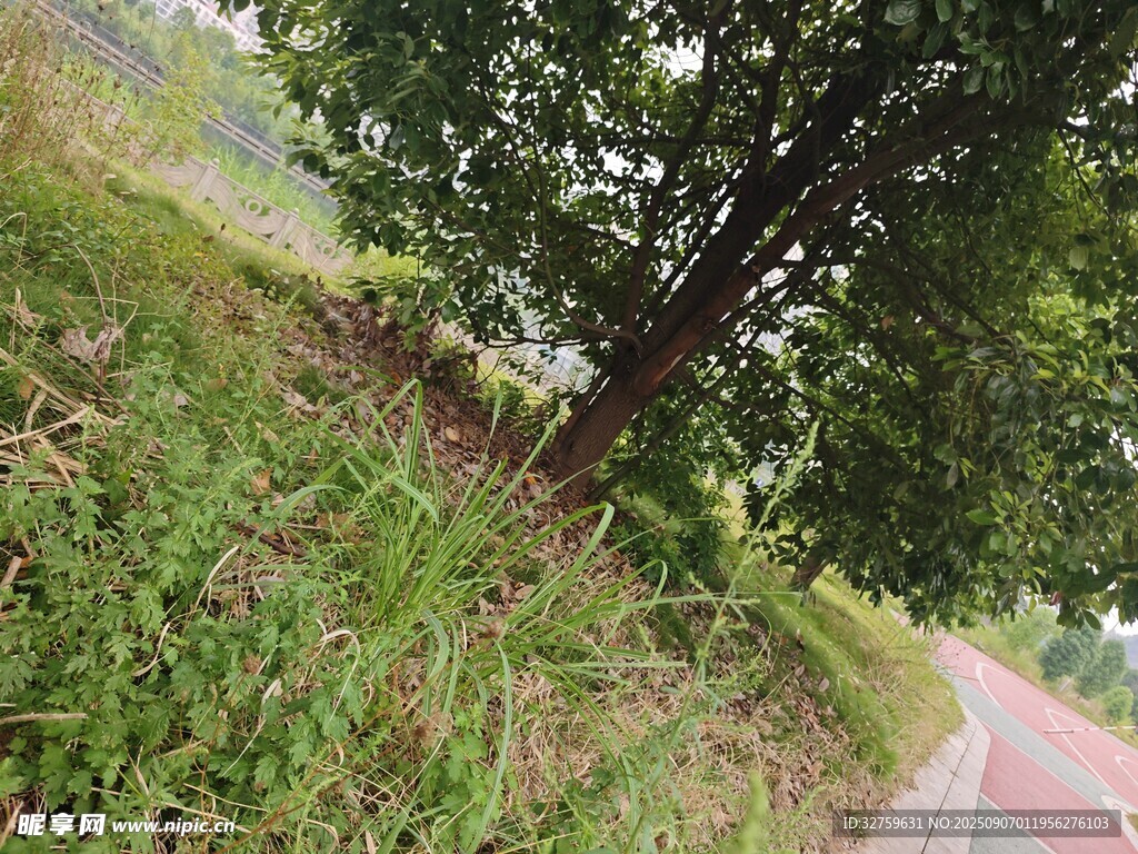 林间小径旁的繁茂草木