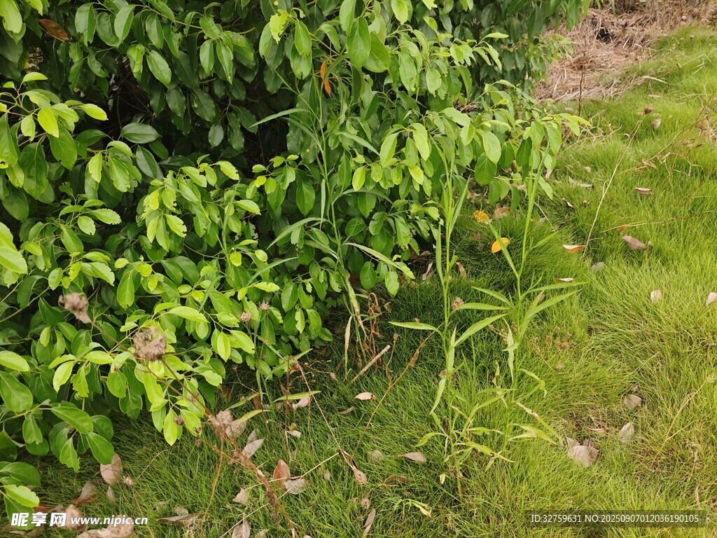 绿意盎然的草地与灌木丛