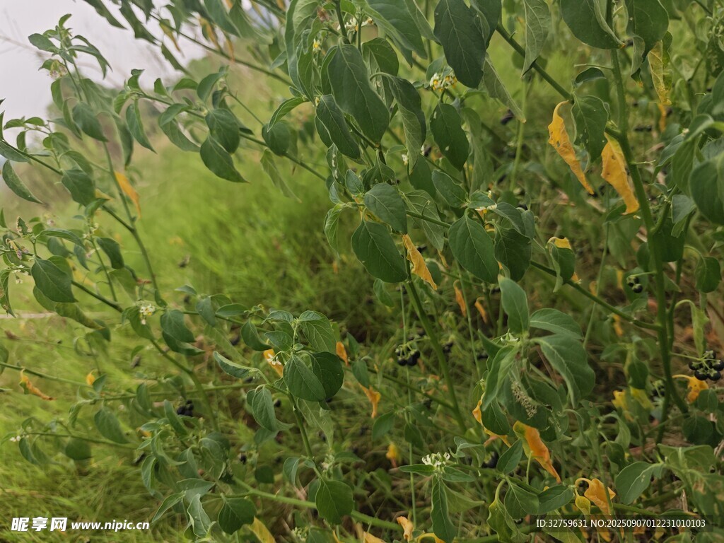 绿叶繁茂的植物景观