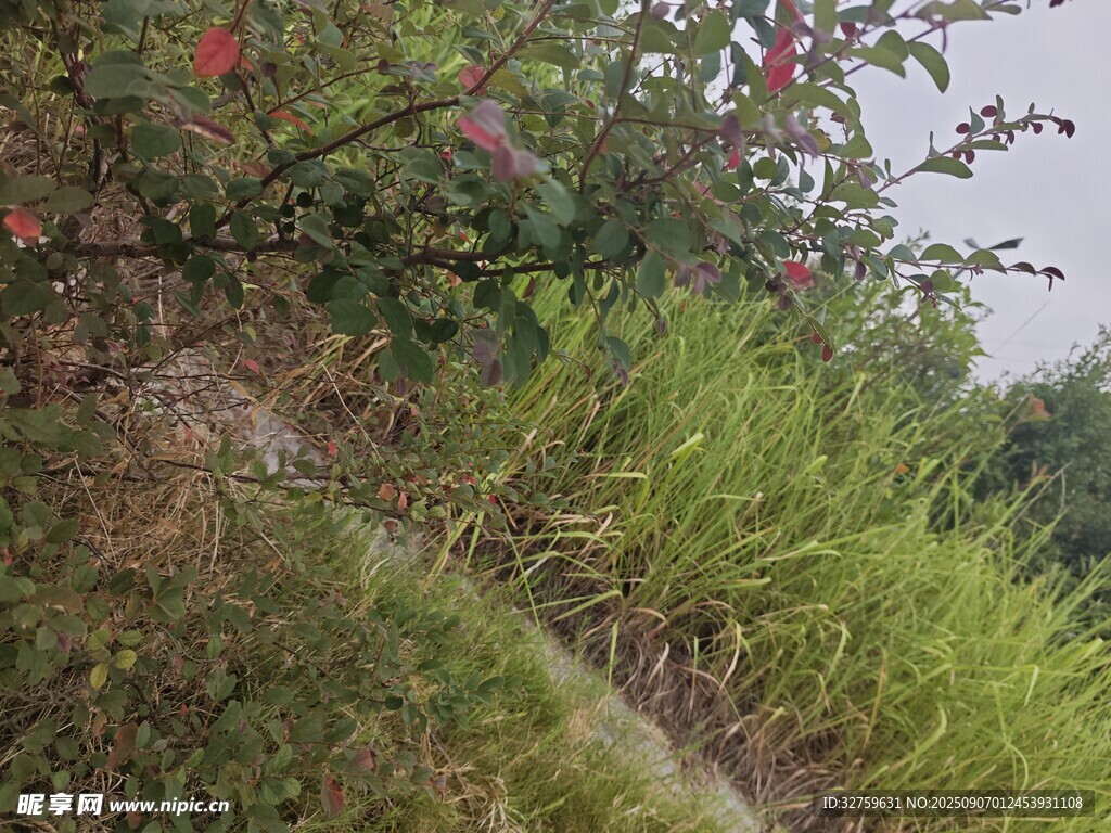 山坡上的绿植与绽放花朵