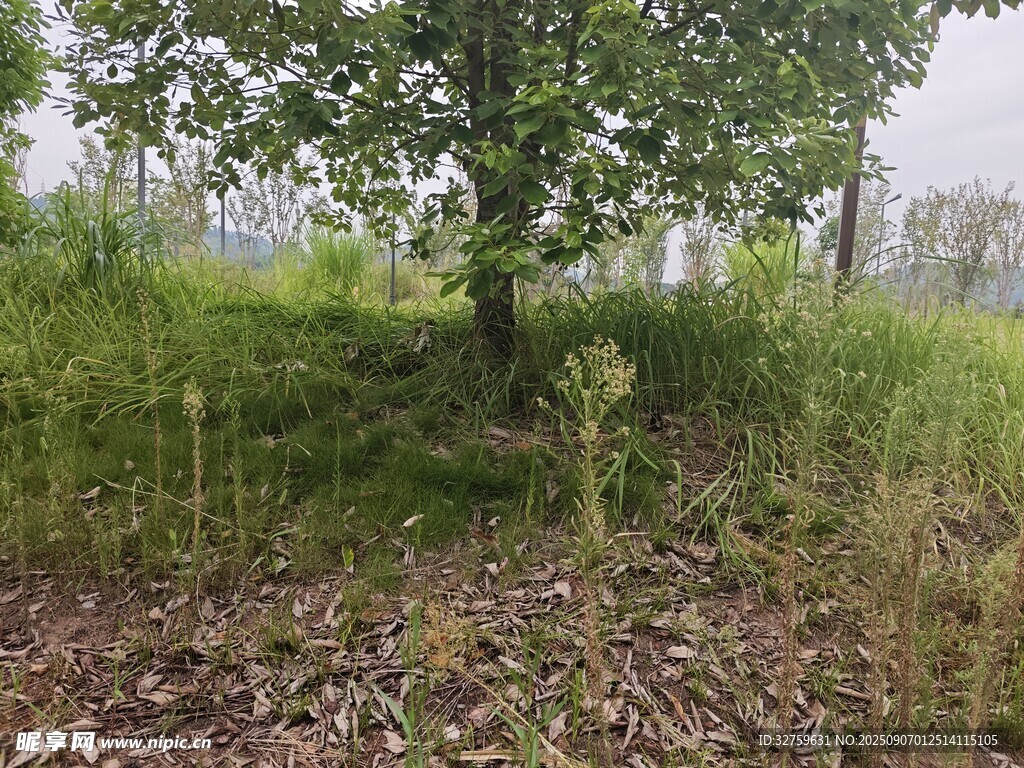 野外树下的杂草植被景观