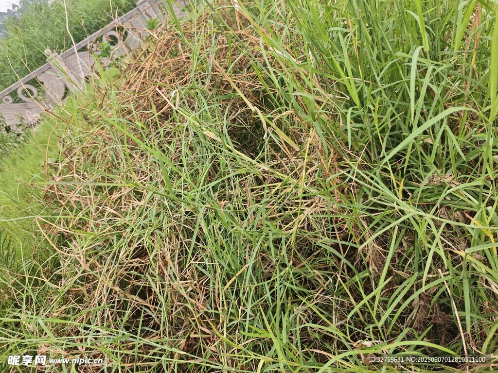 倒伏的农作物