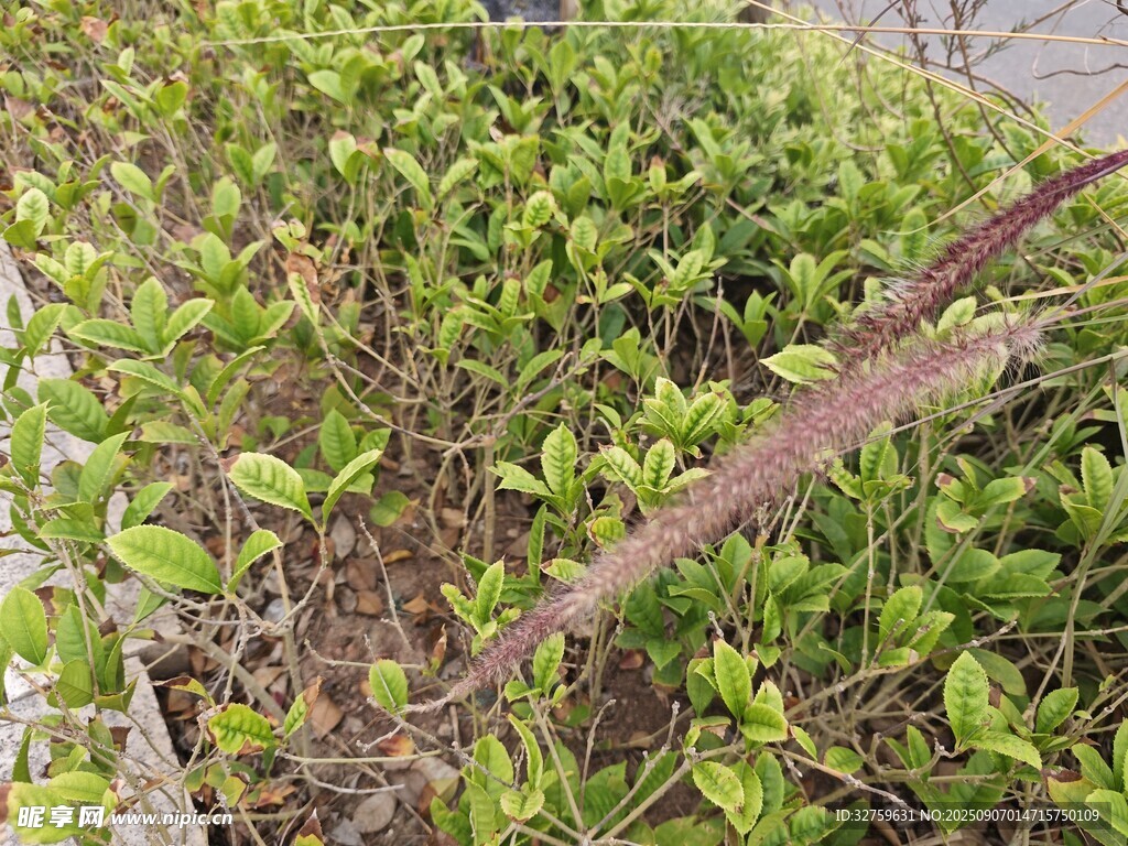 路边翠绿植物与金属杆