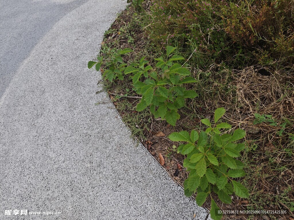 路边绿植景观