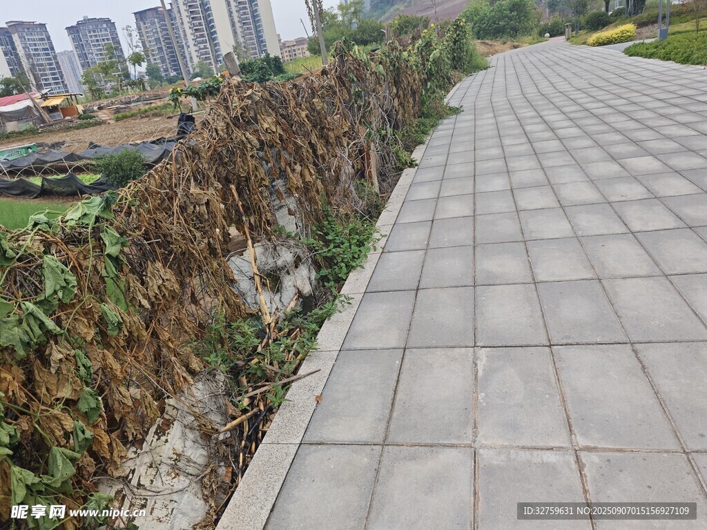 城市步道旁的衰败植物景观