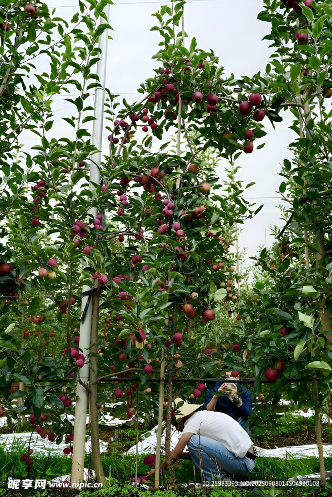 苹果栽培