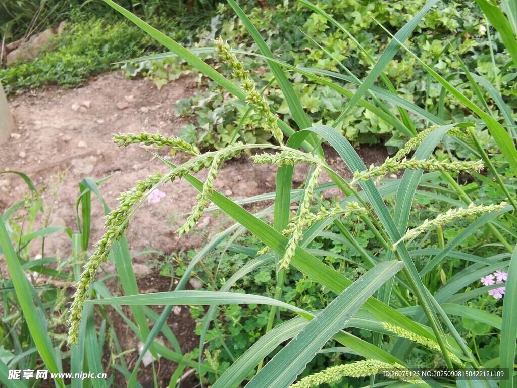 地面丛生的绿色植物