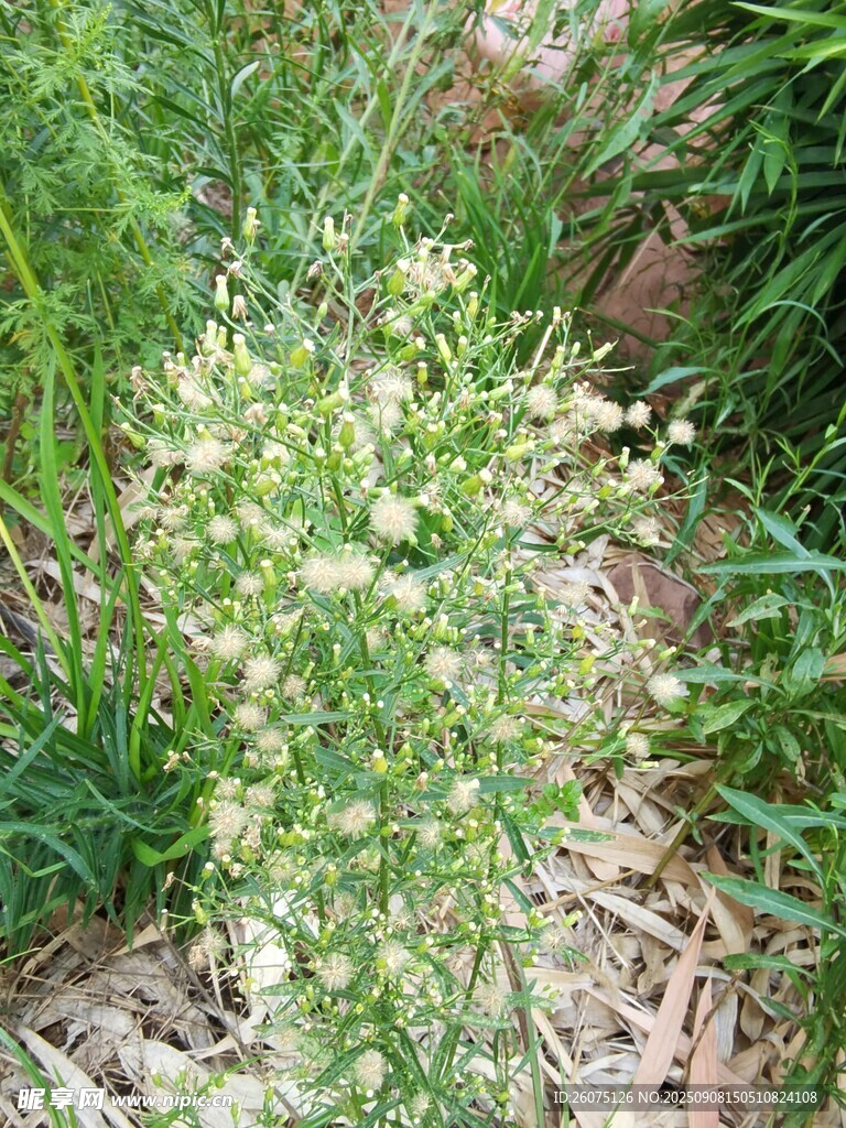 野外绿色植物特写