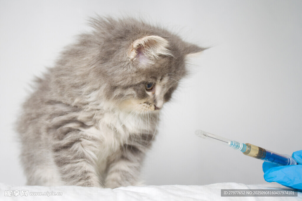 小猫面对针管的紧张瞬间
