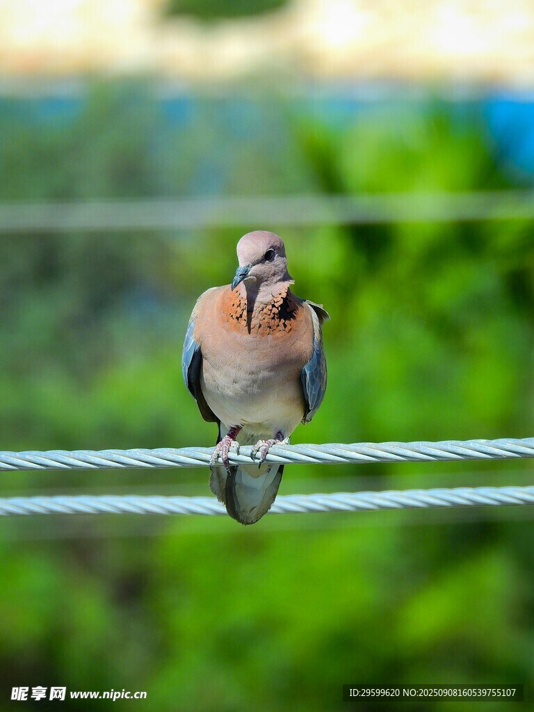 电线上休憩的美丽小鸟