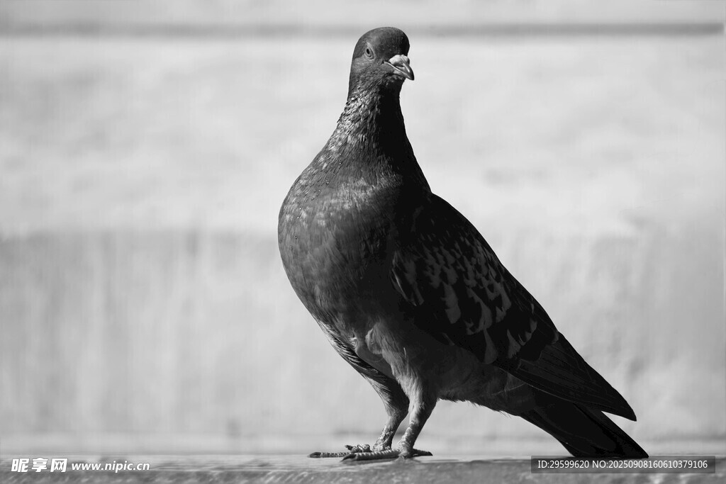 单只鸽子立于平台