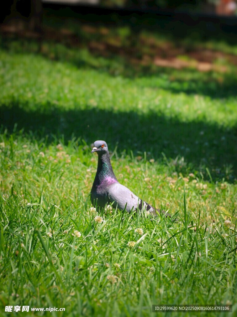 草地上的灰鸽