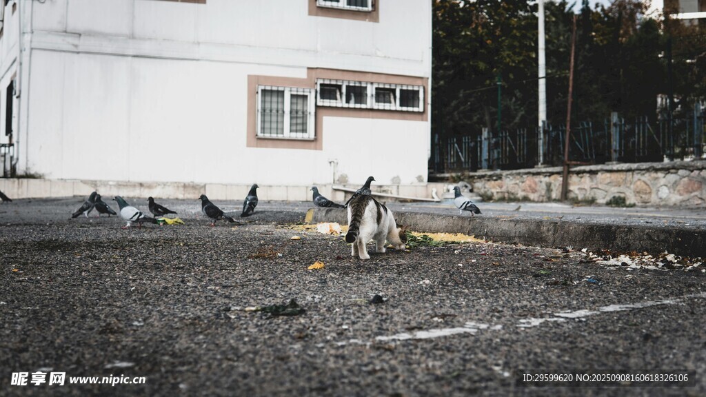 户外地面上的一群鸽子