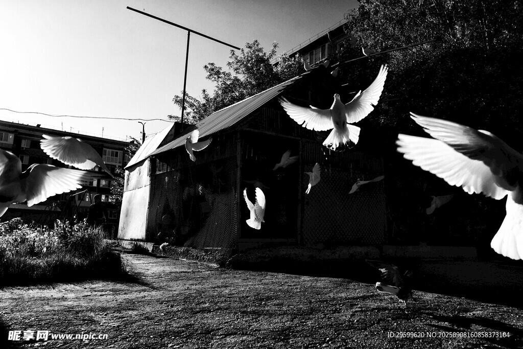 群鸽飞舞于古朴建筑旁