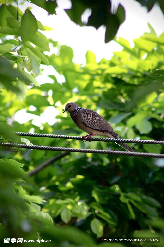 枝头小鸟栖于绿叶间