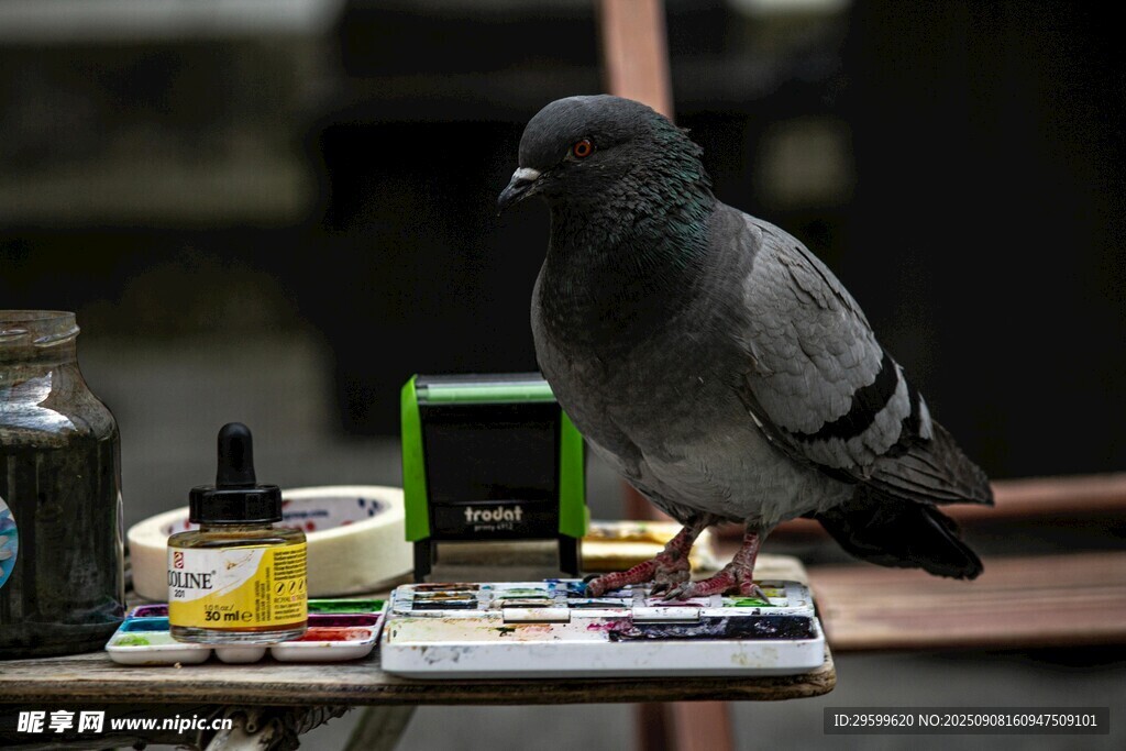 鸽子立于调色板上