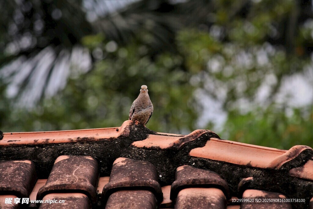 屋顶上的小鸟