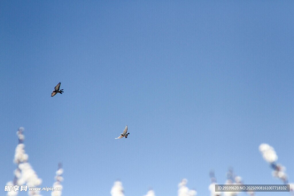 蓝天飞鸟与枝头雪景