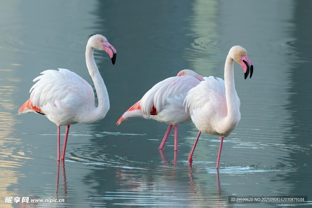 水中优雅的火烈鸟