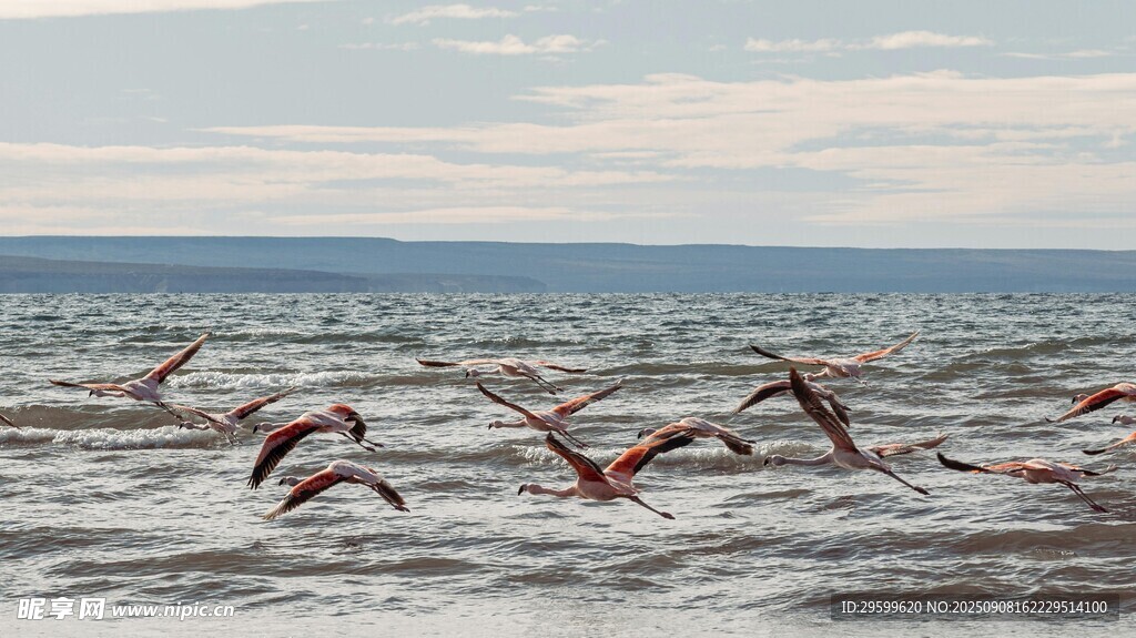 海面上飞翔的一群鸟儿