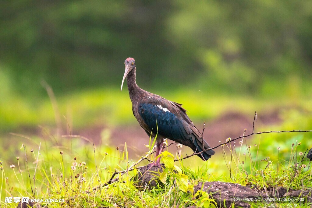 草地上的美丽野生禽鸟