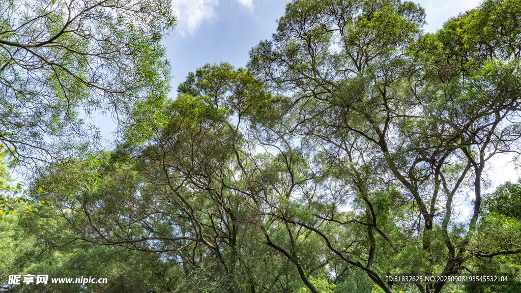 繁茂树林 绿意盎然的自然