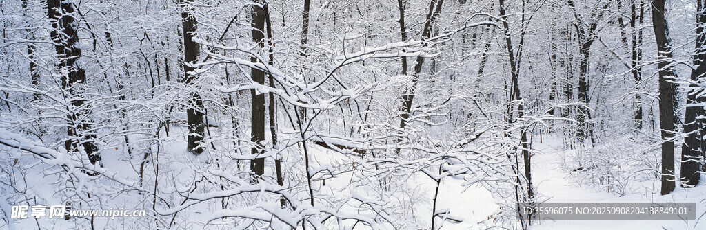 冬日雪林景象