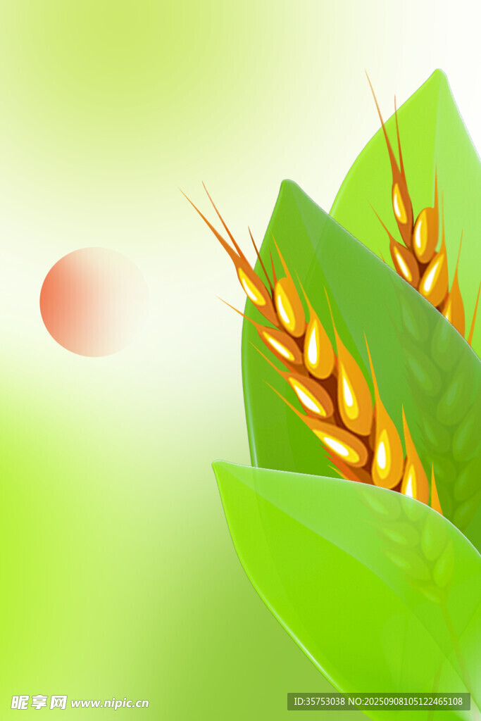 绿叶间的金黄麦穗