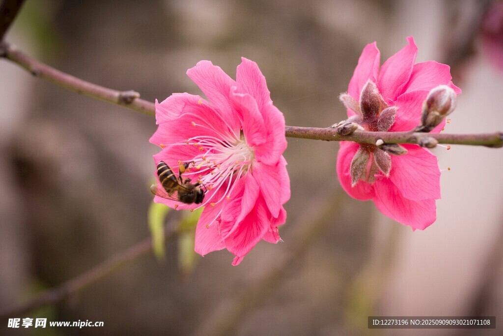 粉色桃花上的蜜蜂
