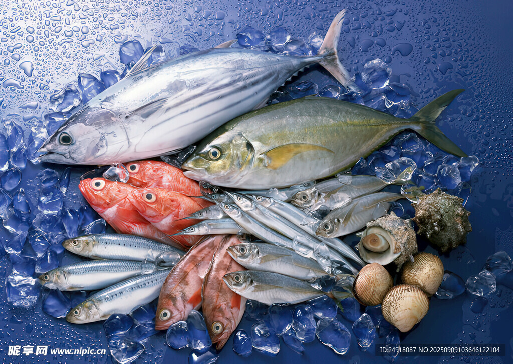 多样海鲜  海鲜图片